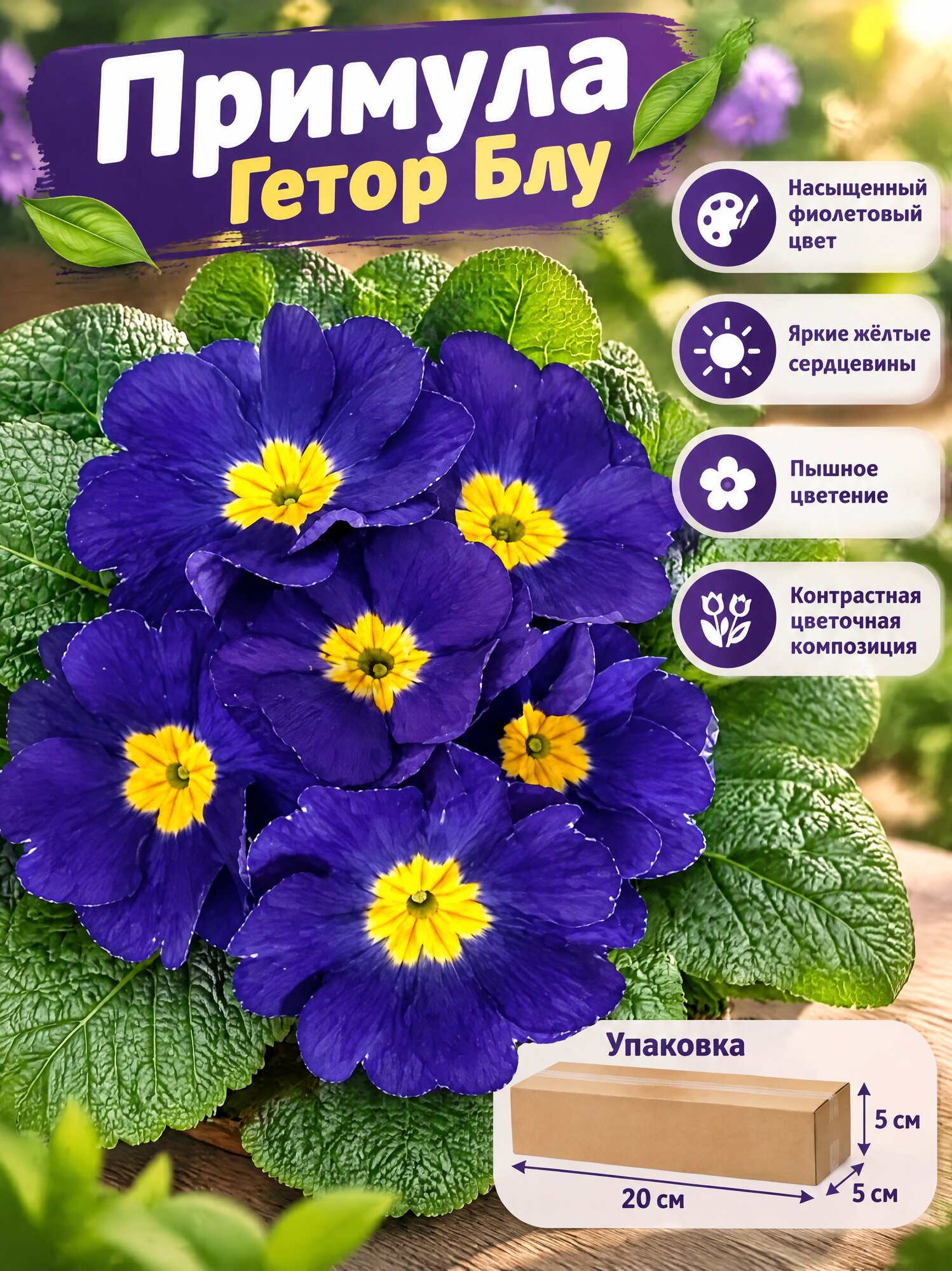 Примула Гетор Блу