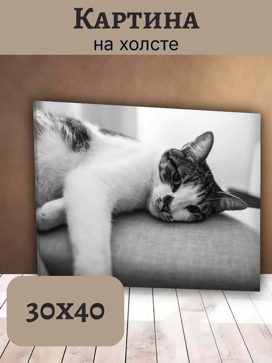 Картина Кот Кошка Cat 30x40 черно-белая пегая на диване