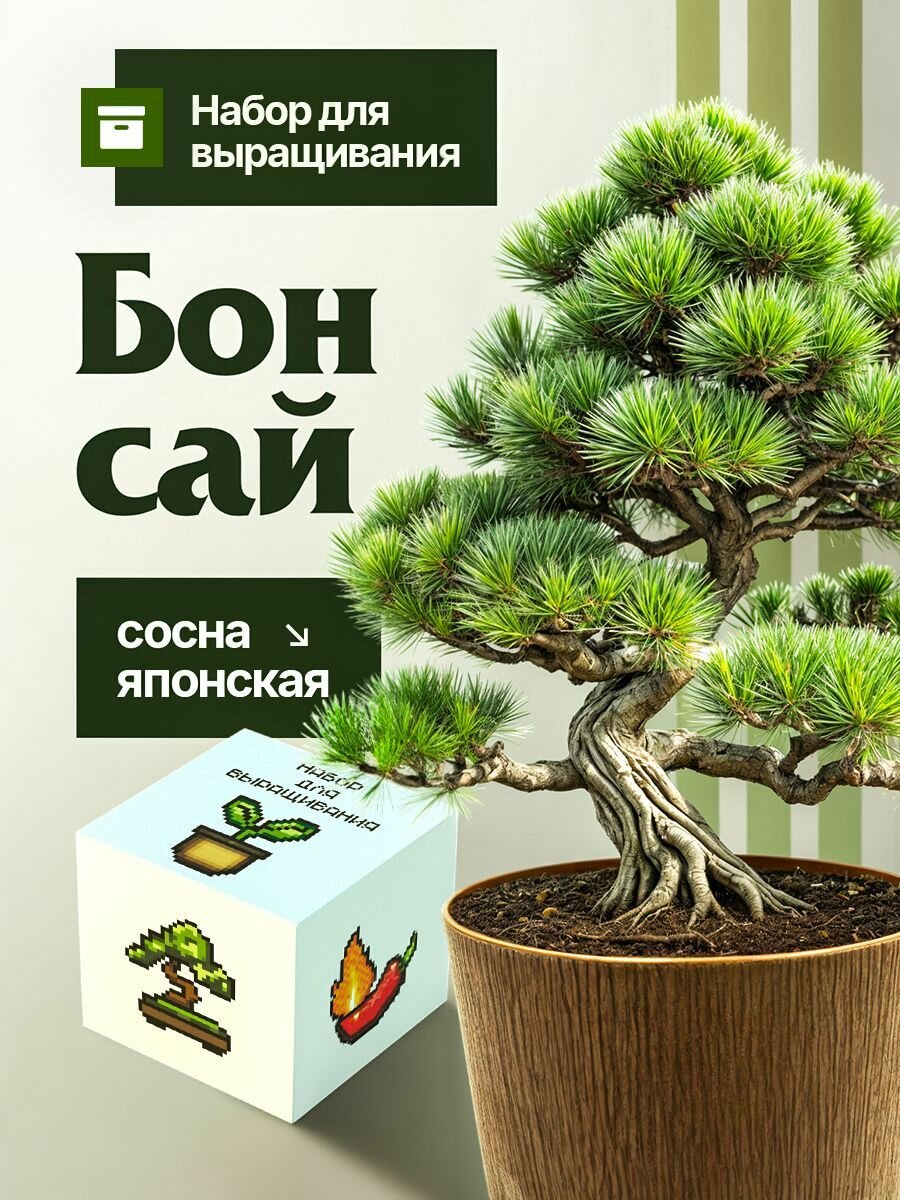 Бонсай набор для выращивания растений Сосна Японская