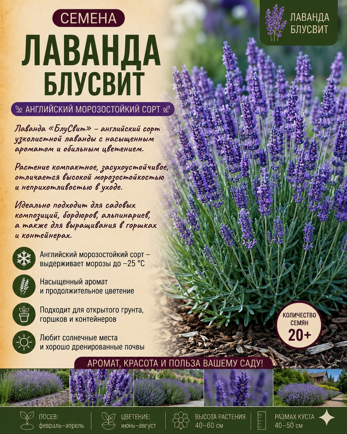 Лаванда БлуСвит, Английский морозостойкий сорт, семена