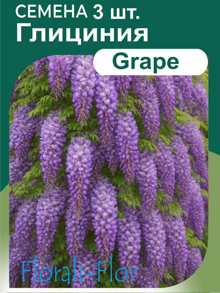 Семена Глицинии