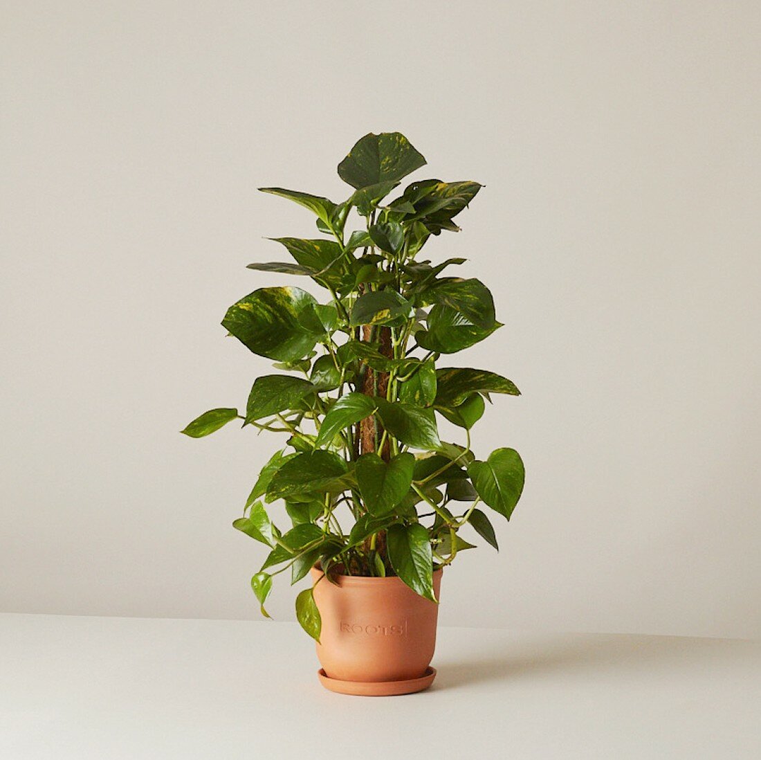 Эпипремнум Ауреум d17