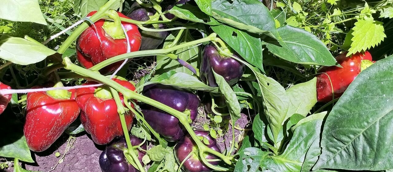 Семена Сладкого перца Аметист 7шт+ бонус