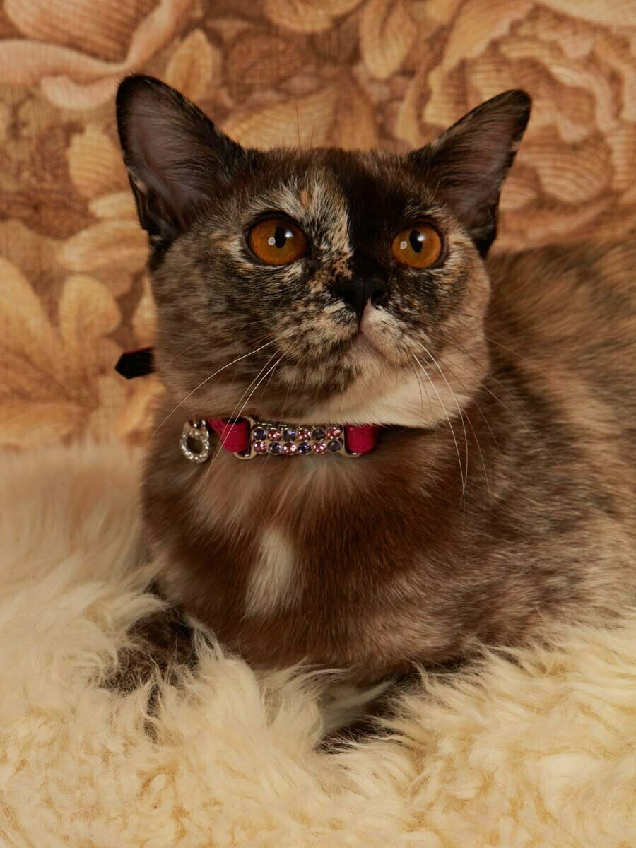 Безопасный ошейник Japan Premium Pet алмазные подвески для кошек, размер 3S, розовый - фотография № 6