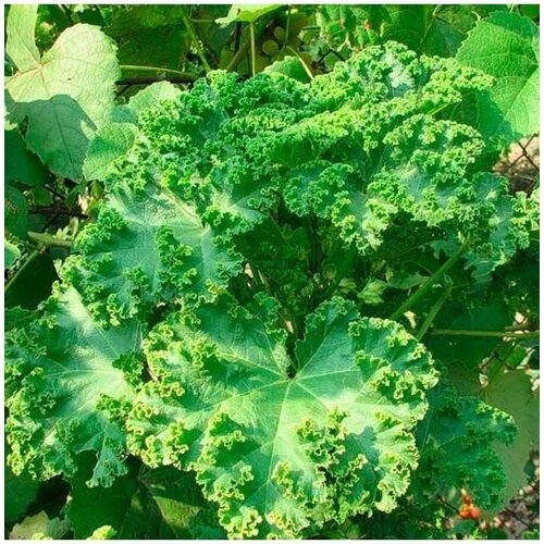 Семена Просвирник кудрявый (Malva Crispa) 10 шт.