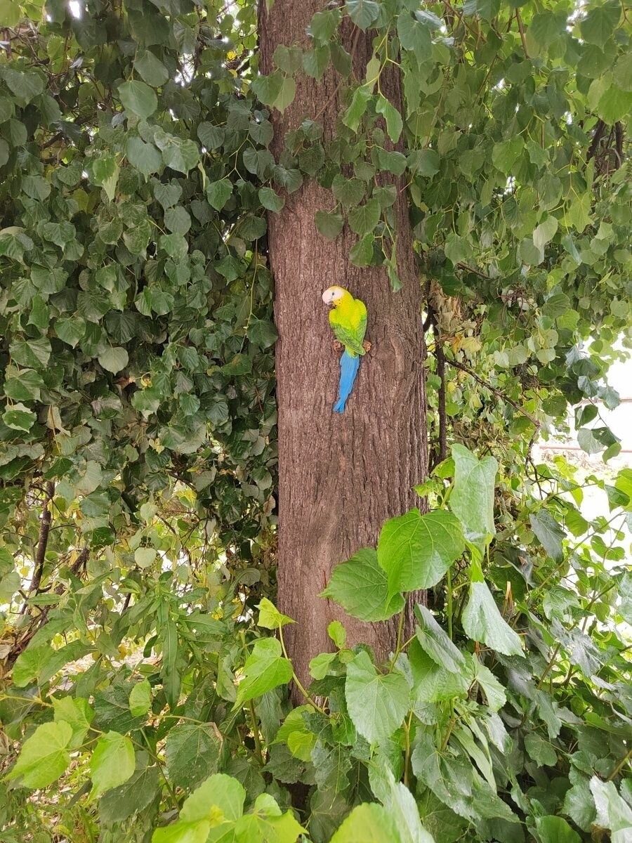 Фигурка садовая, попугай подвесной на дерево, фигура на стену ,декор для дачи, красивый попугай - фотография № 6