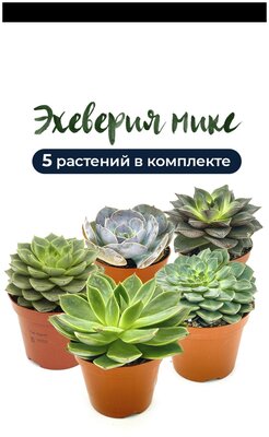 Суккуленты, кактусы