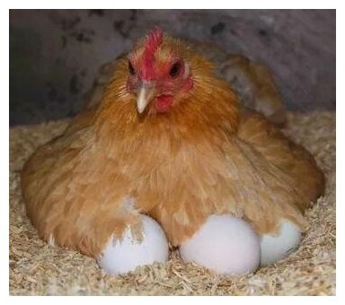 Подкладное куриное яйцо для несушек, муляж полое - фотография № 4