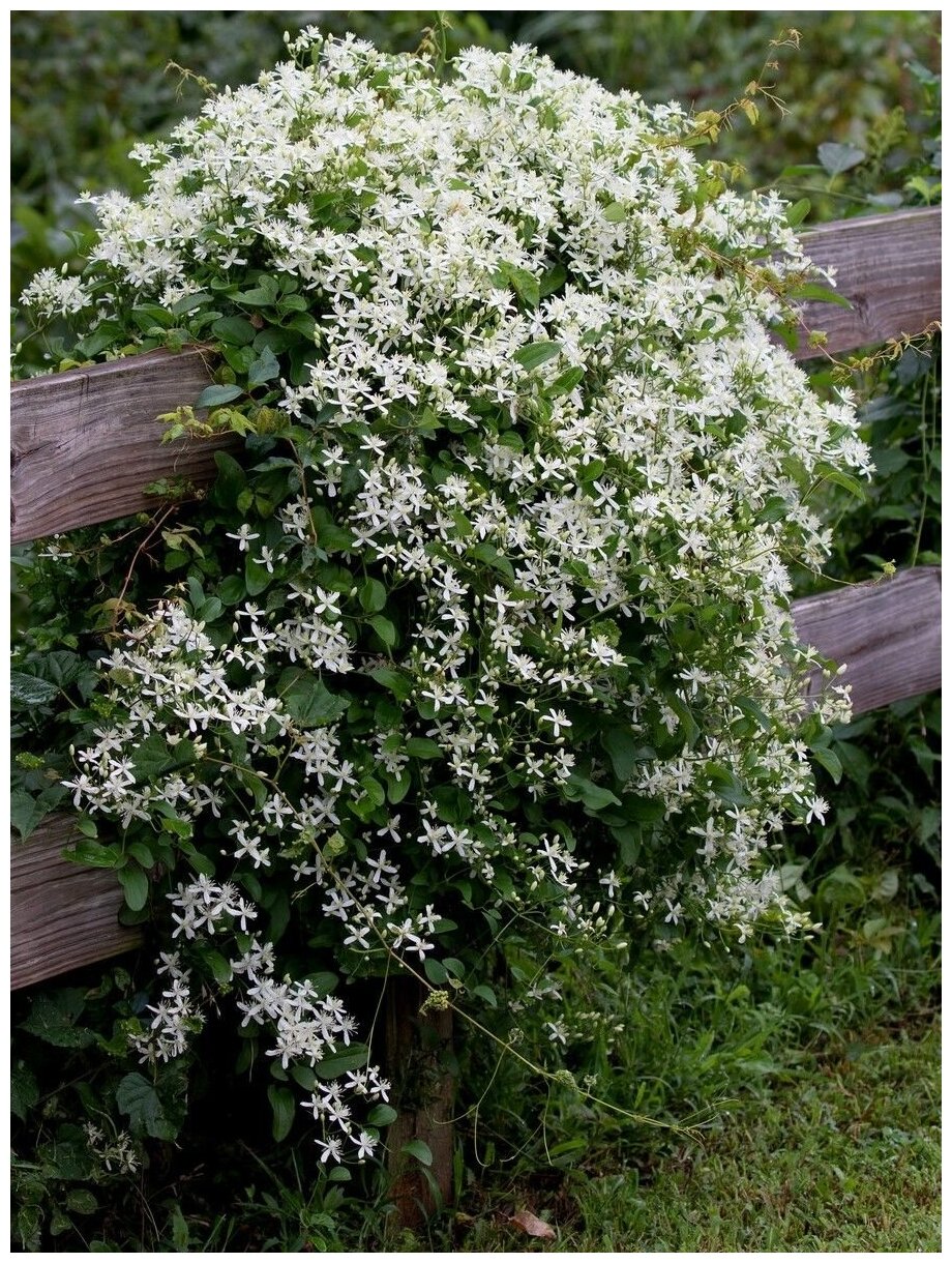 Семена Ломонос трехцветковый (Clematis terniflora), 360 штук