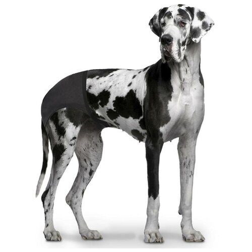 фото Трусы для собак duvo+ "dog pants" xl (50-59см) (бельгия)
