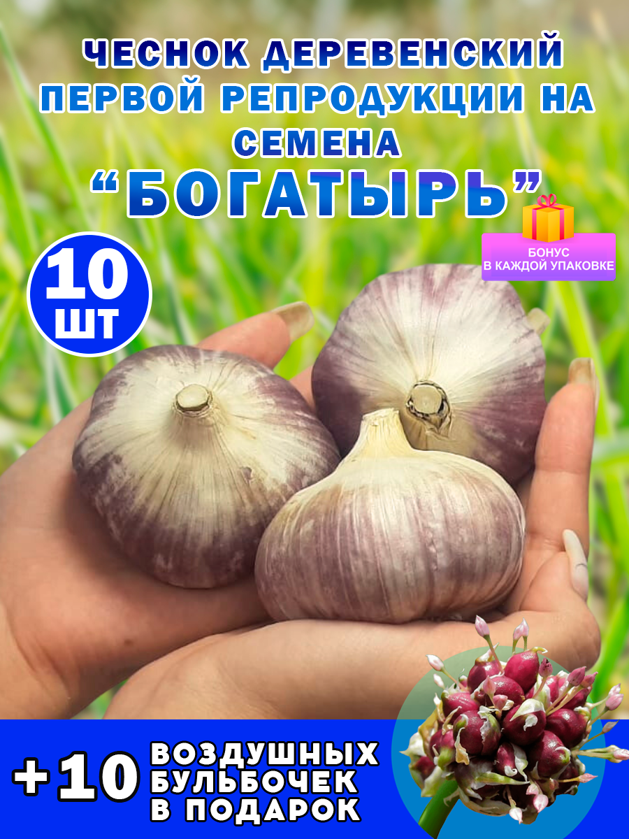 Озимый чеснок богатырь на посадку  10 луковиц