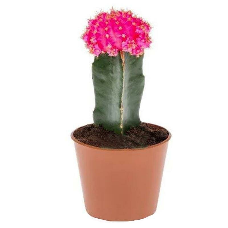 Гимнокалициум Михановича пурпурный - Gymnocalycium D9 H15