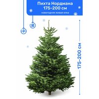 Пихта Нордмана Premium, новогодняя живая елка