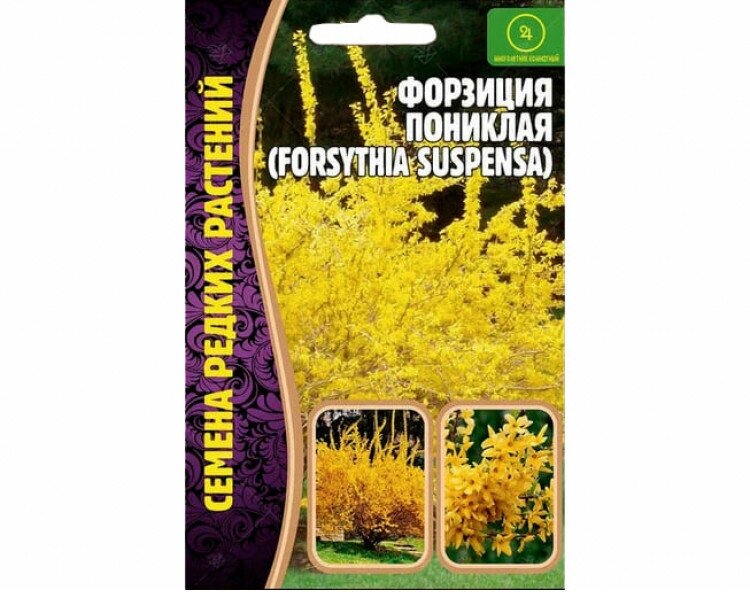 Семена Форзиции пониклой (forsythia suspensa) (20 семян)