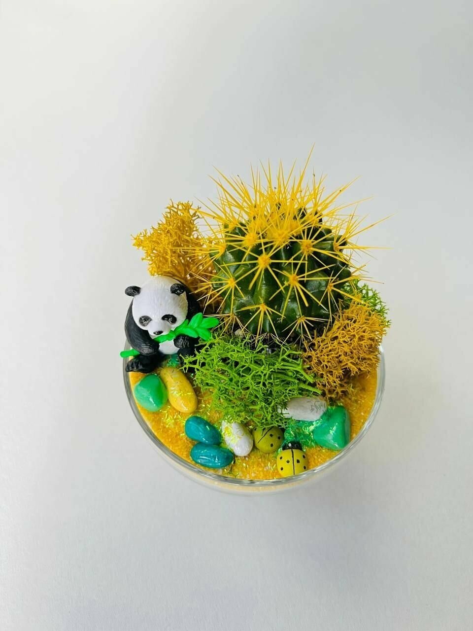 Флорариум с кактусом / Комнатный цветок / Подарок