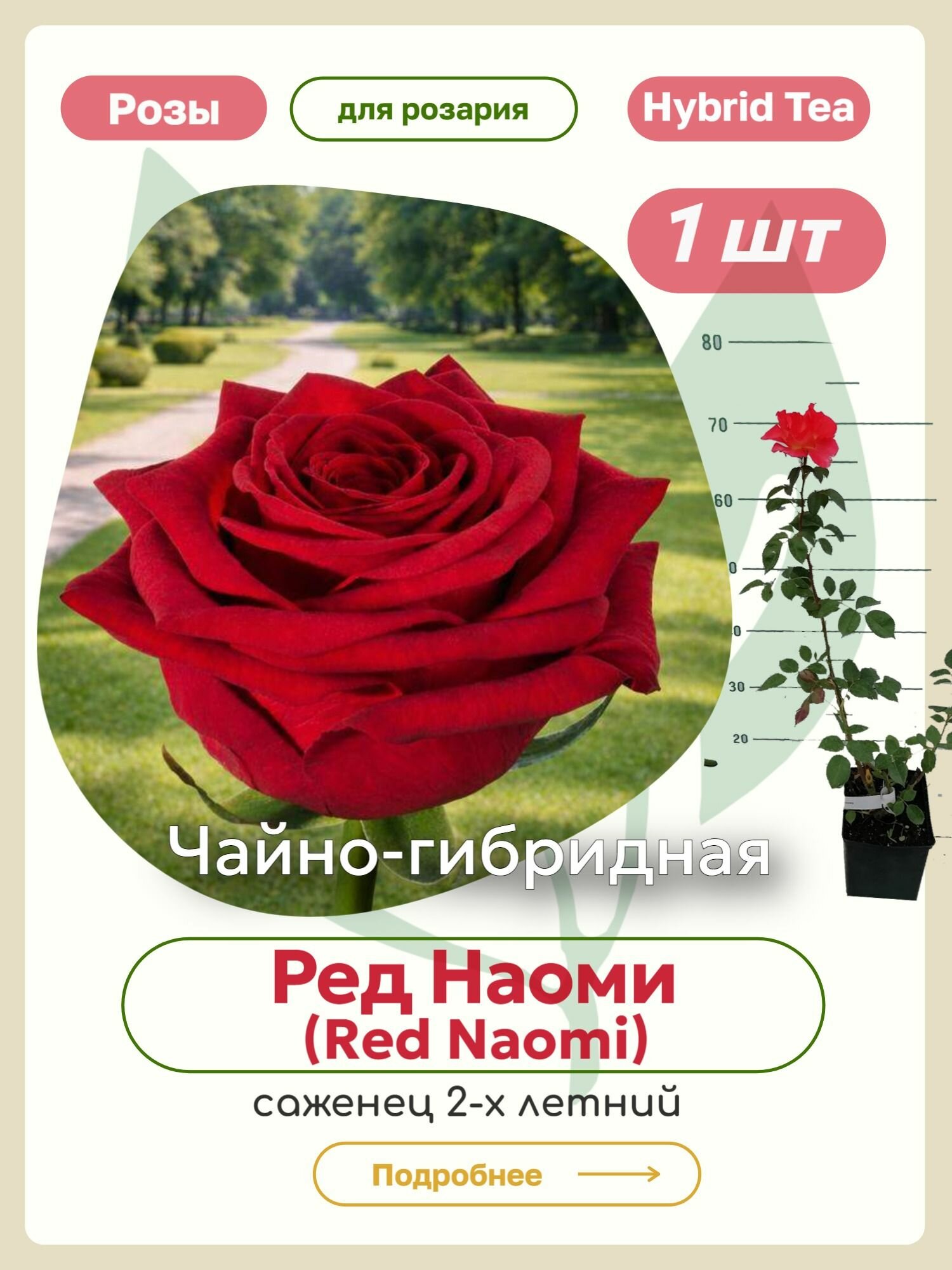 Саженцы роз Ред Наоми (Red Naomi)