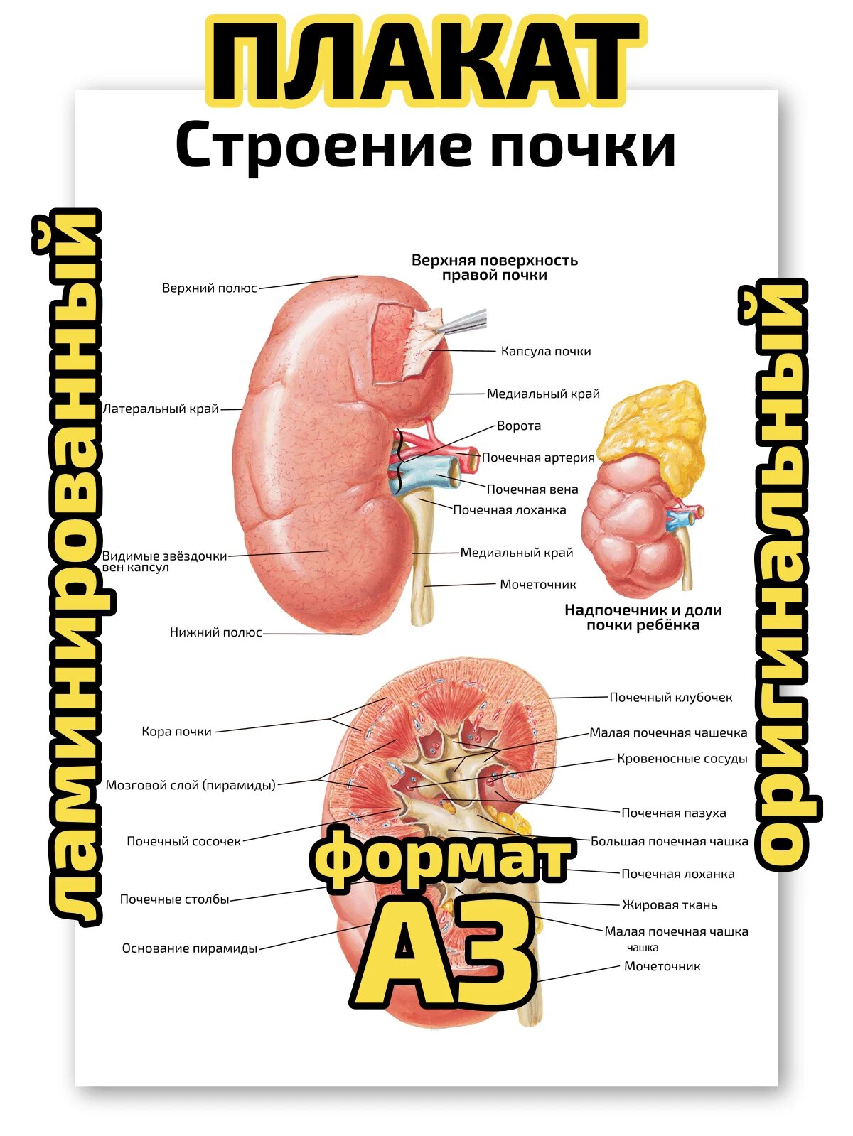 Плакат Квинг "Строение почки", ламинированный, А3, для изучения анатомии человека и медицины
