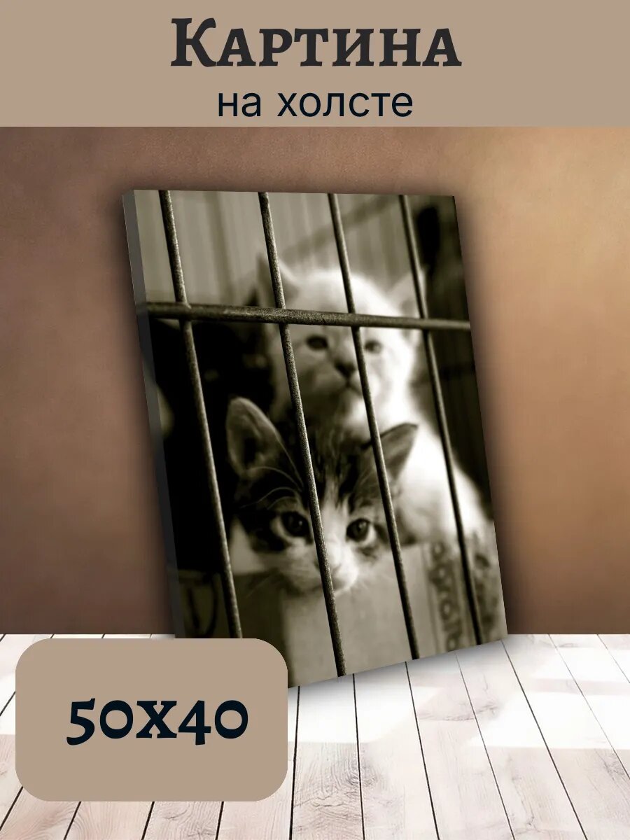 Картина Постер Кот Кошка Cat 40x50 черно-белые котята