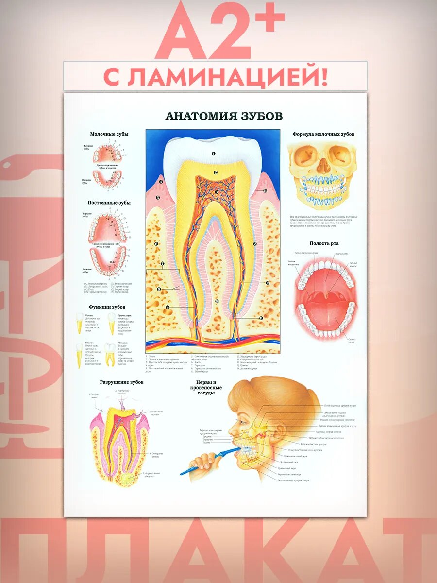 Постера А2 анатомия зубов