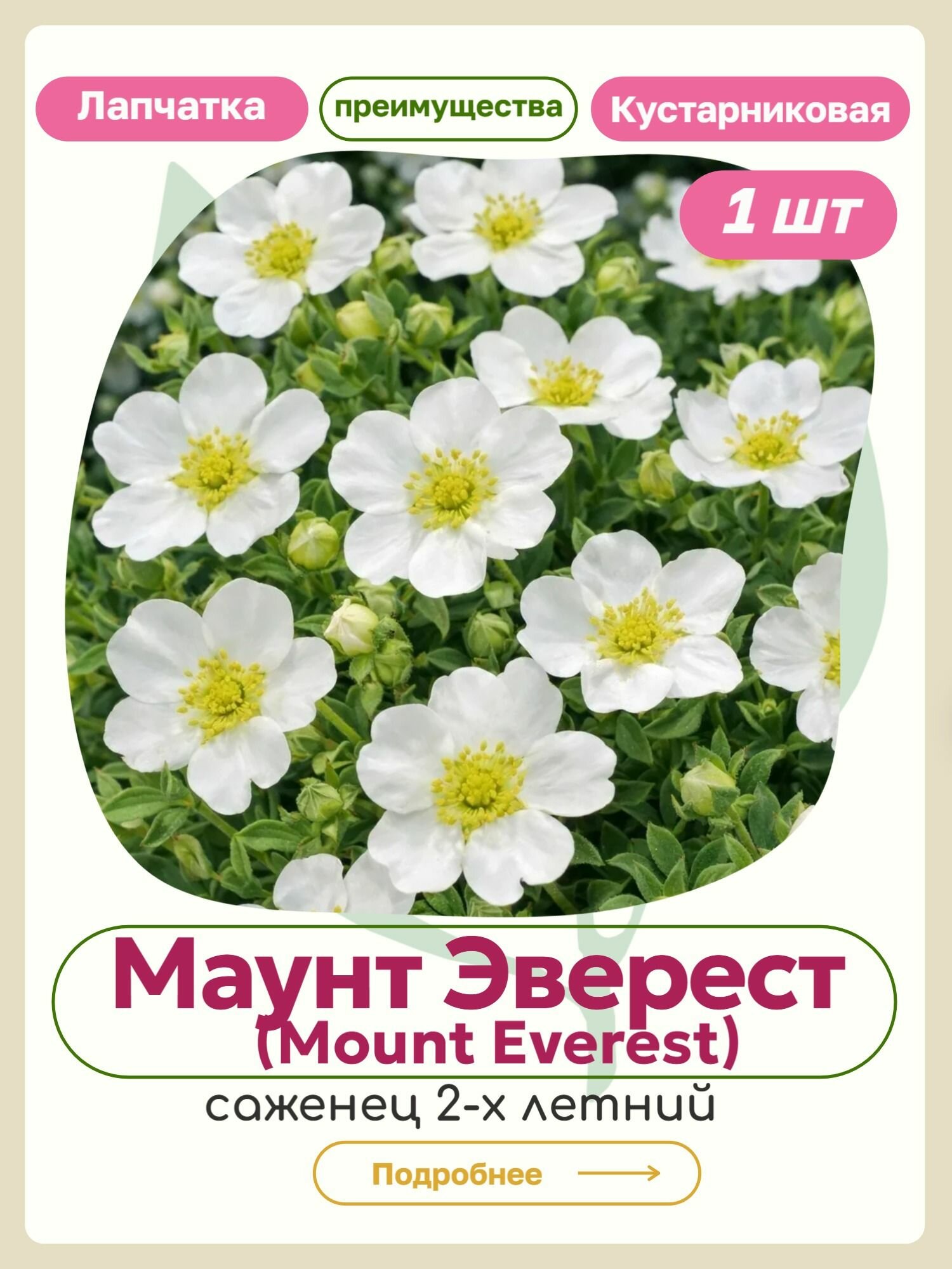 Саженец лапчатки Маунт Эверест
