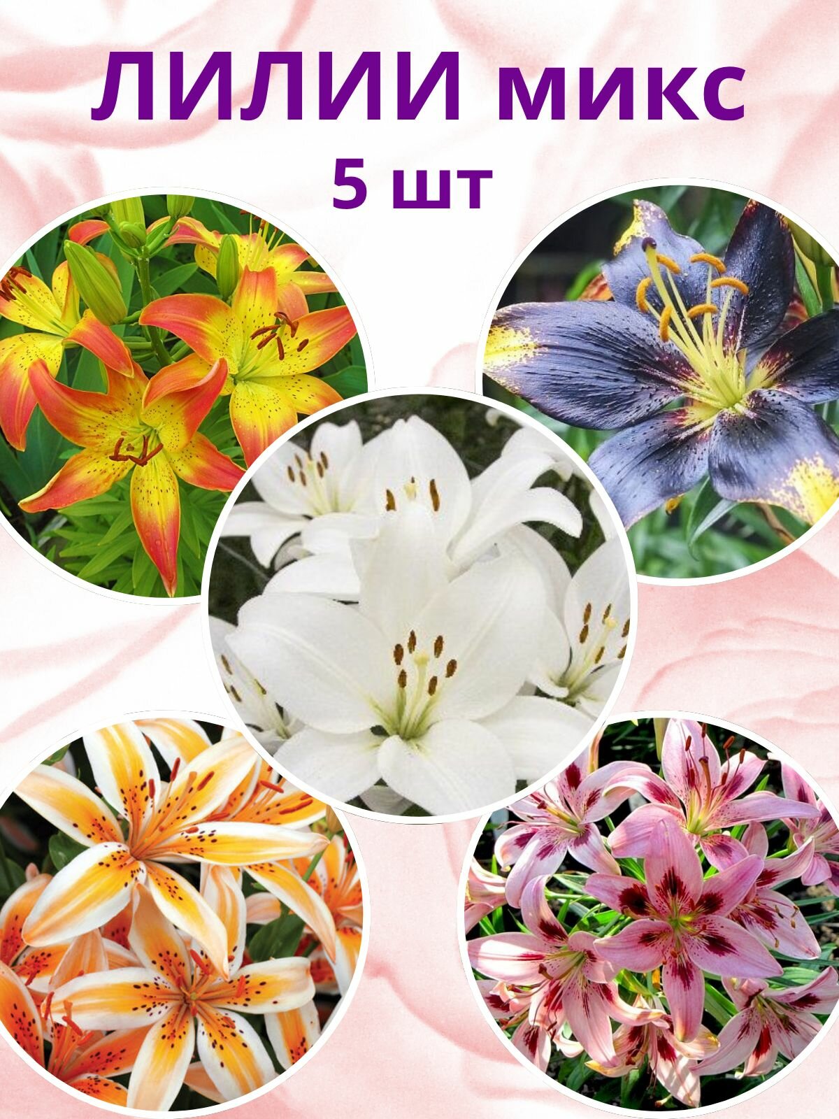 Лилия луковицы, многолетние цветы для посадки, микс 5 штук