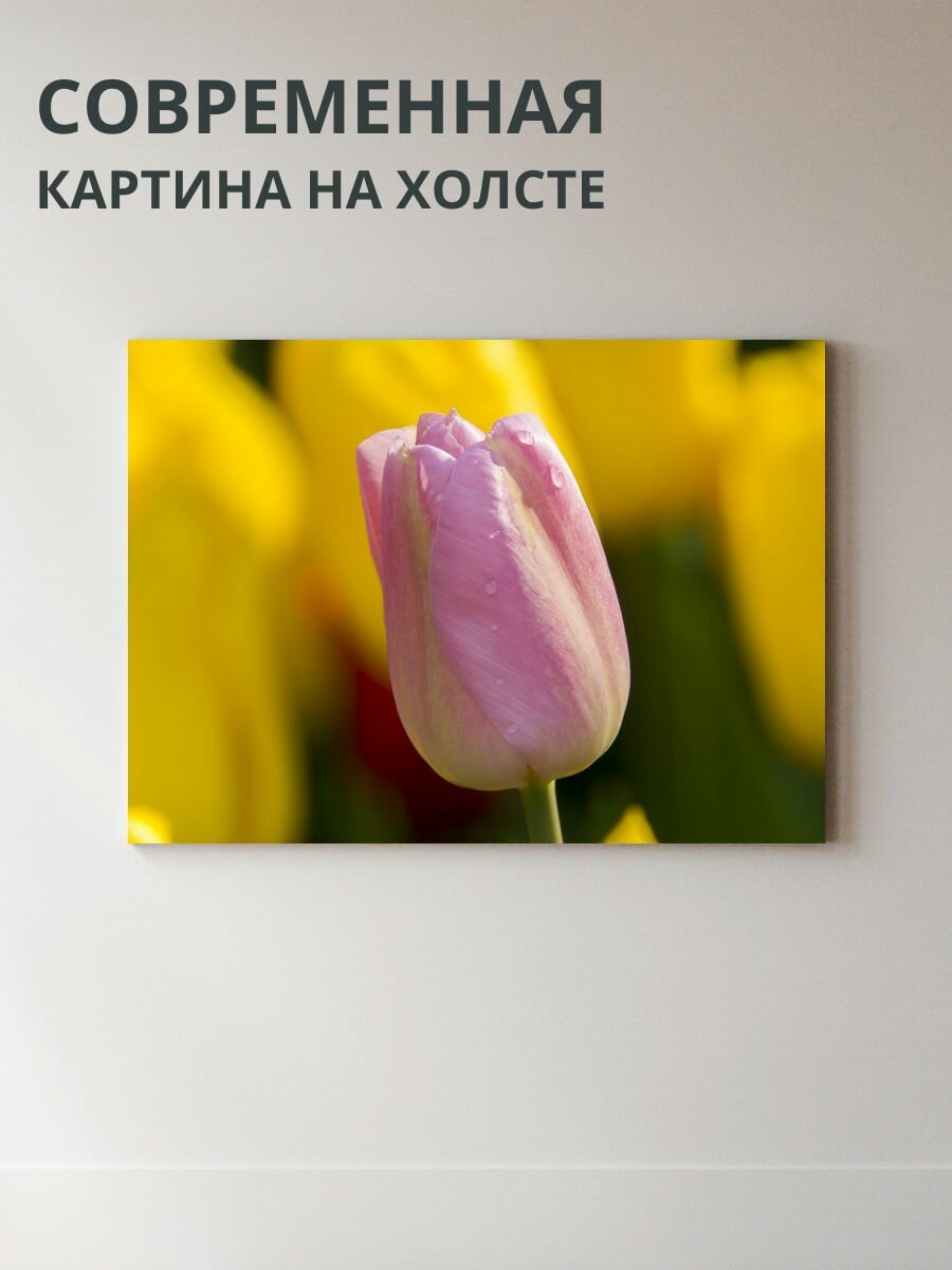 Картина на холсте Тюльпаны 70x50 см