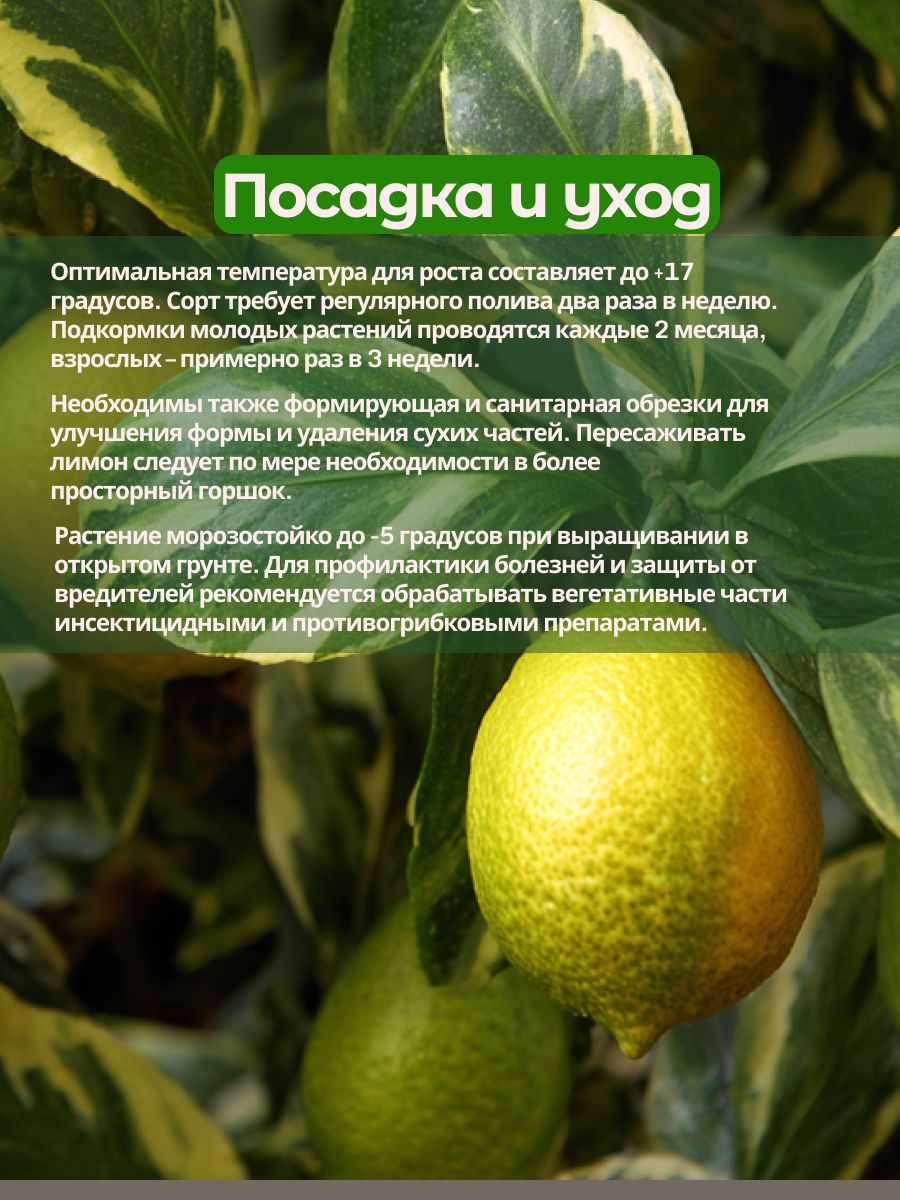 Лимон Сангвинеум — фото 1