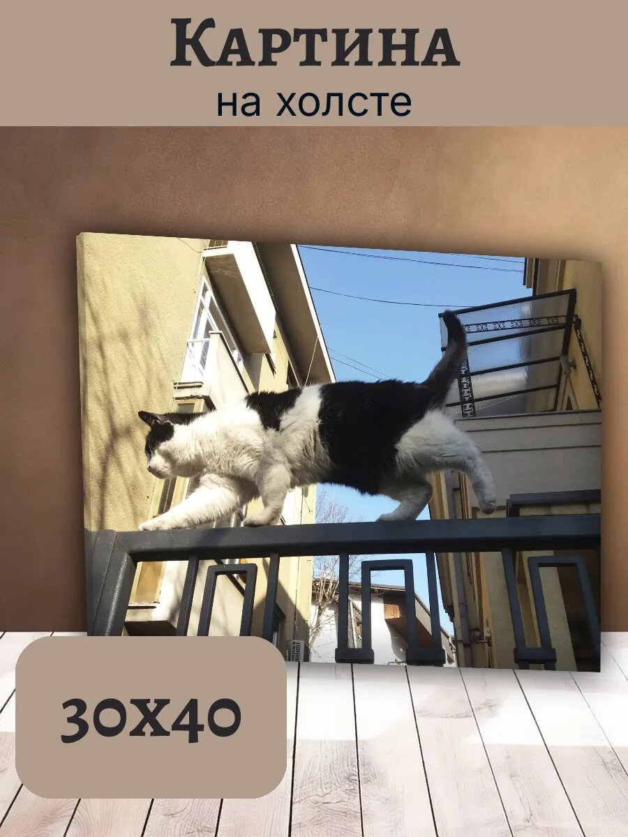 Картина Кот Кошка Cat 30x40 черно-белый шагает по ограждению