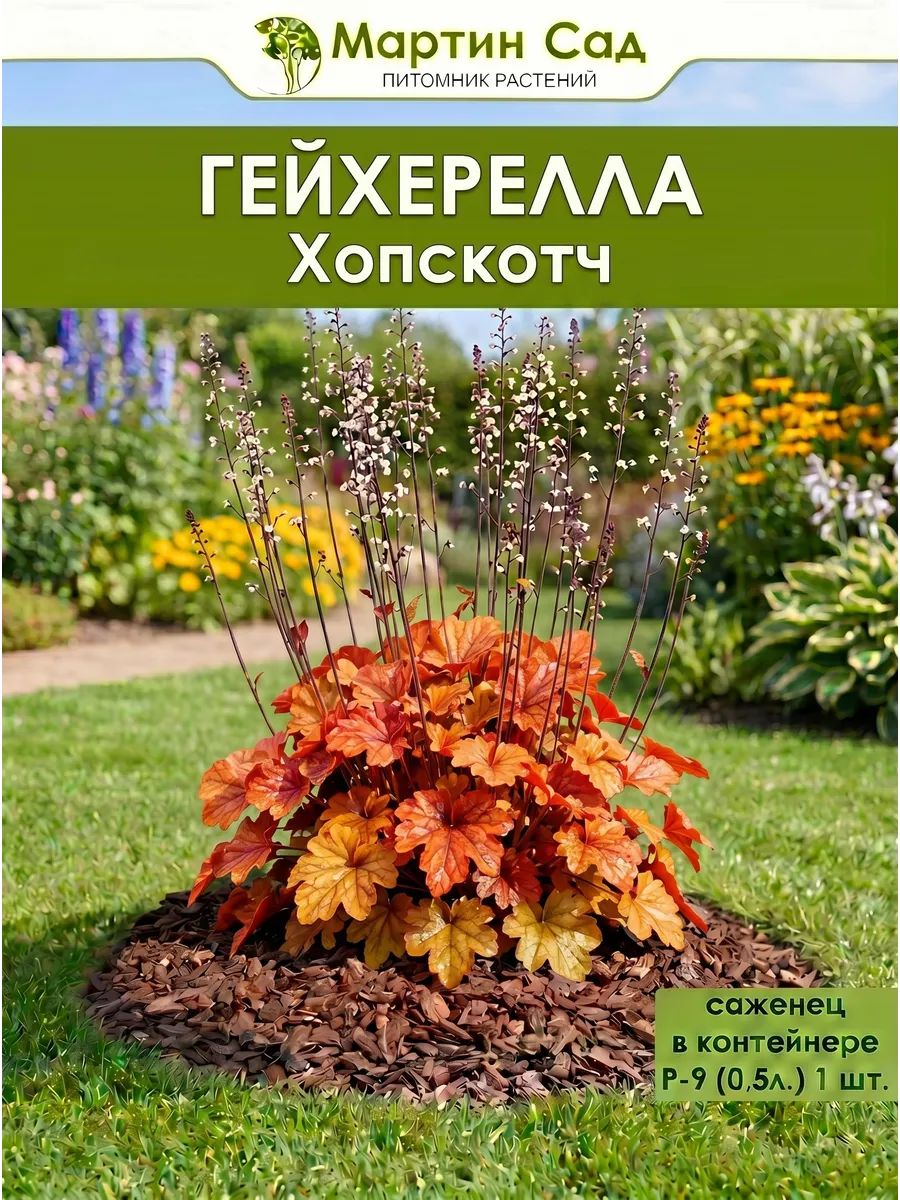 Гейхера Хопскотч Р-9