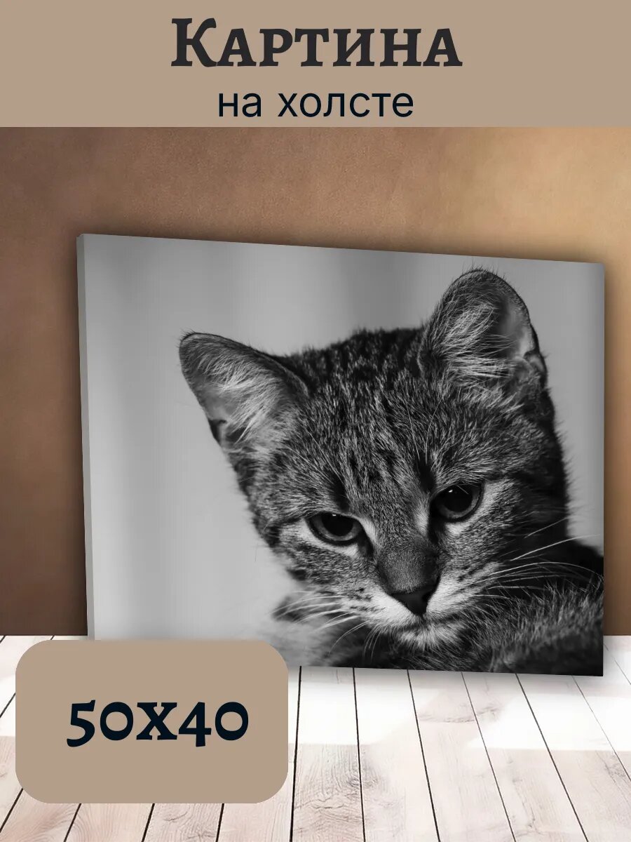 Картина Кот Кошка Cat 40x50 черно-белый портрет полосатого