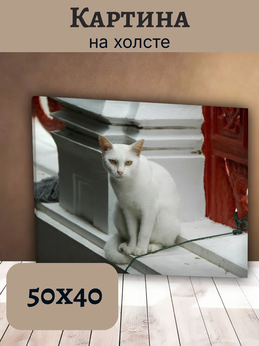 Картина Кот Кошка Cat 40x50 с белой кошкой на ступенях