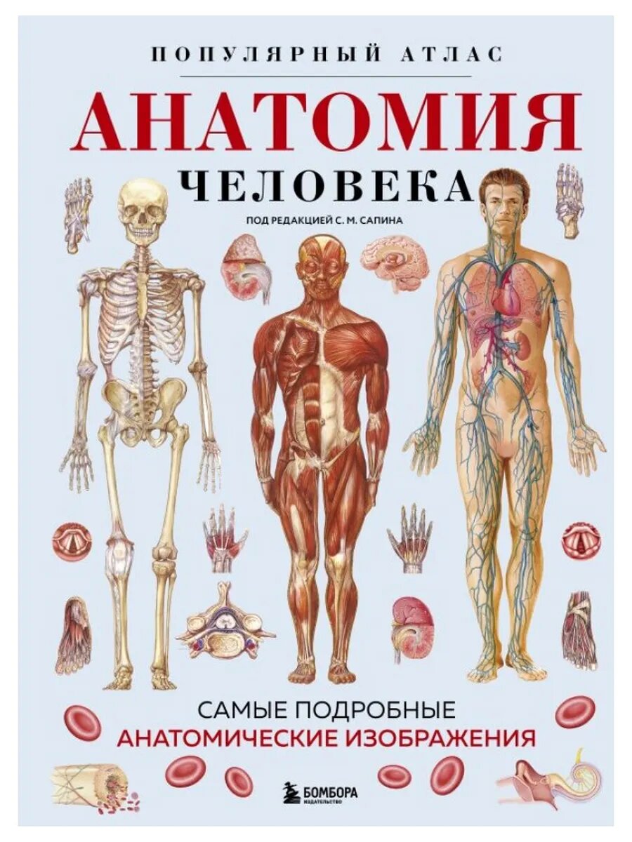 Анатомия человека. Популярный атлас.