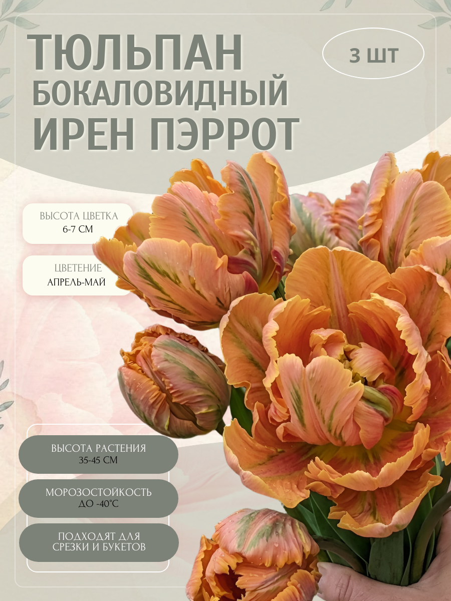 Тюльпан бокаловидный Ирен Пэррот, луковицы 3 шт.