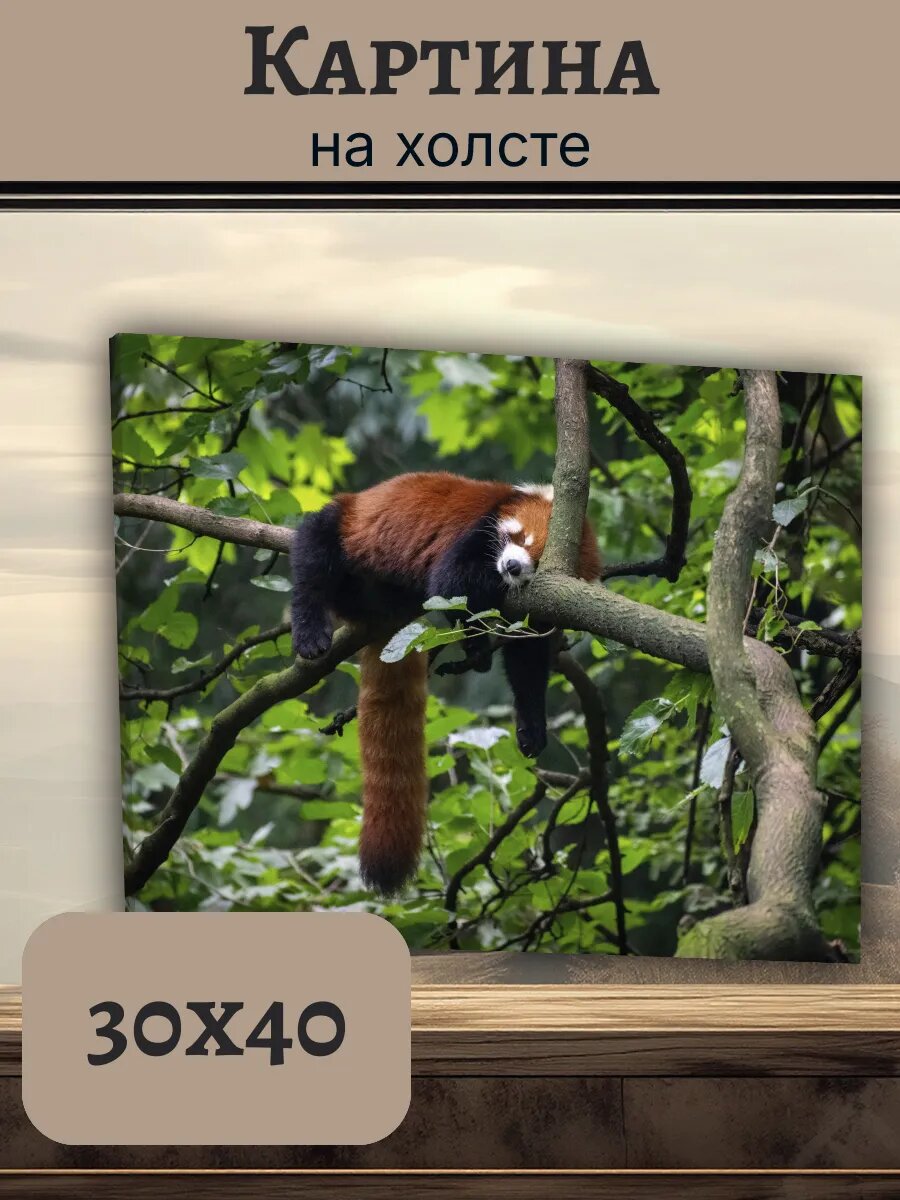 Картина Постер Китай China 30x40 с красной пандой