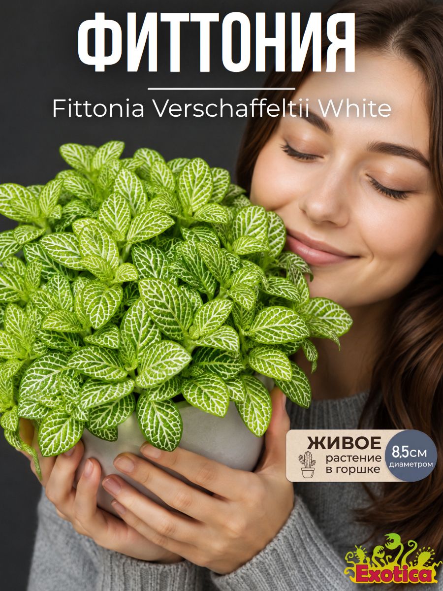 Фиттония Вершаффельта Вайт (Fittonia Verschaffeltii White) D8,5см, комнатное растение