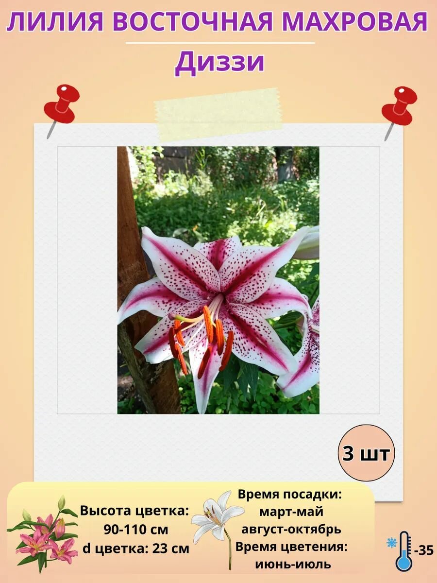 Лилия луковицы, многолетние цветы для посадки,3 штуки