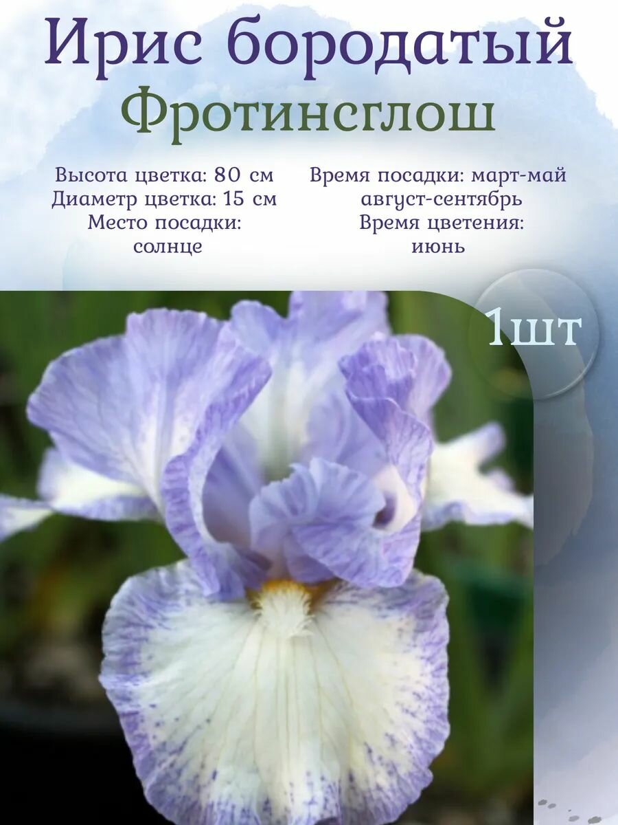 Ирис бородатый, многолетние цветы, корень 1 штука