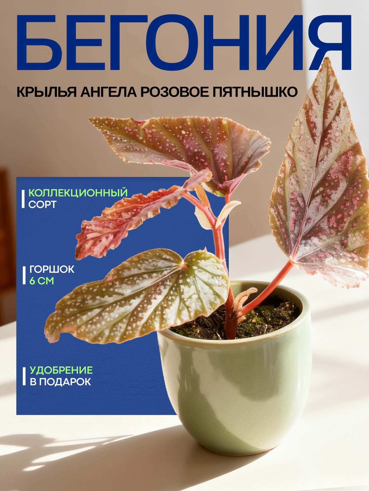 Бегония Розовое Пятнышко комнатный цветок в горшке живой