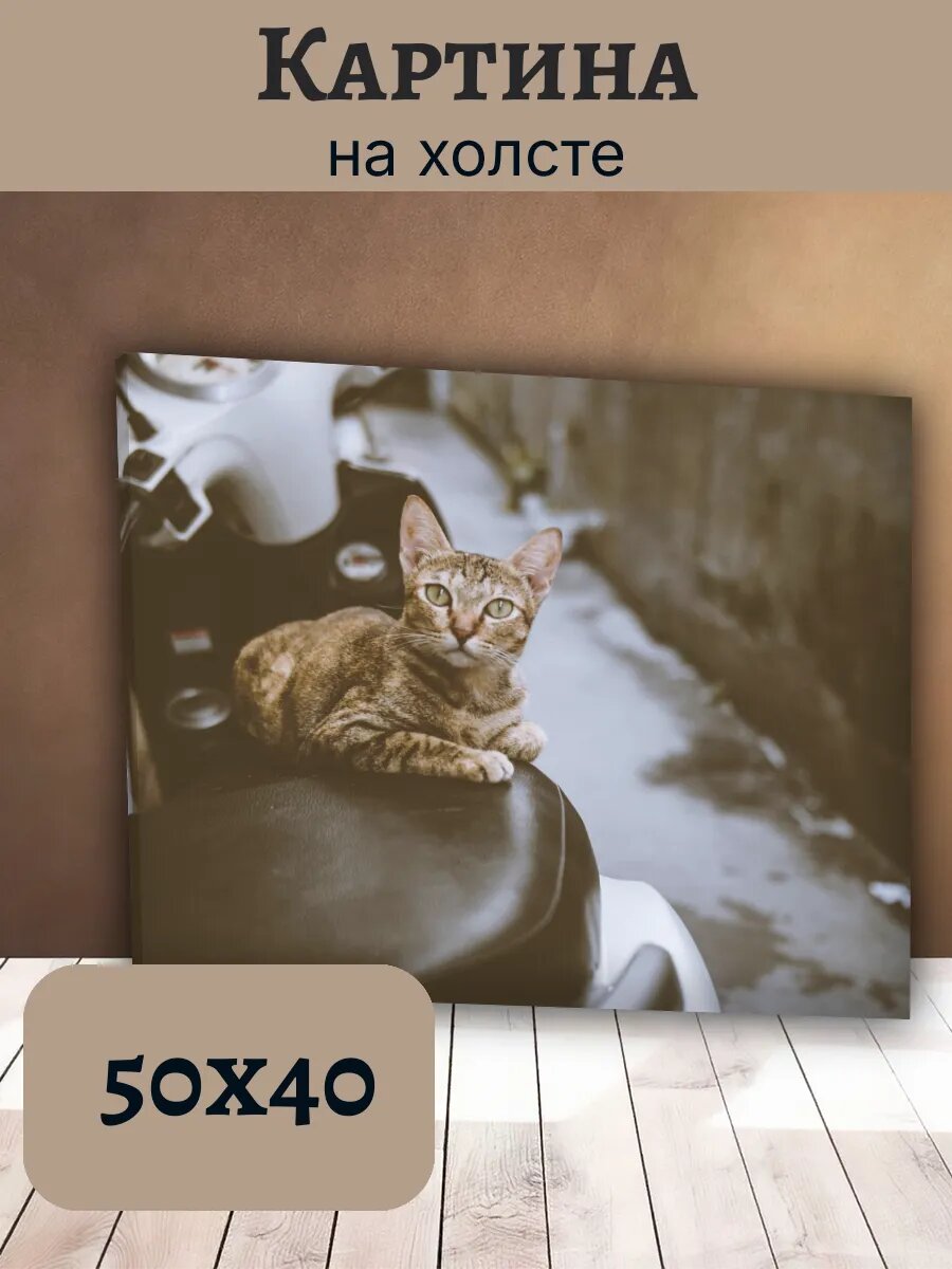 Картина Постер Кот Кошка Cat 40x50 полосатый котенок
