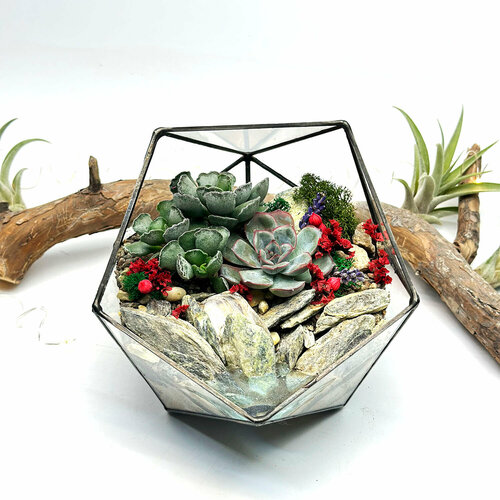 Флорариум с суккулентами 