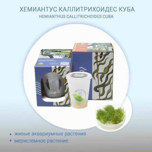 Хемиантус каллитрихоидес куба HEMIANTHUS CALLITRICHOIDES CUBA меристема живые растения in-vitro для аквариума 490₽