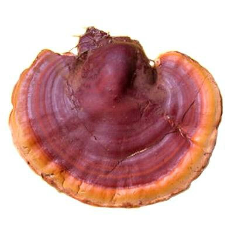 Трутовик лакированный (рейши) гриб коробка беловодье 30 г