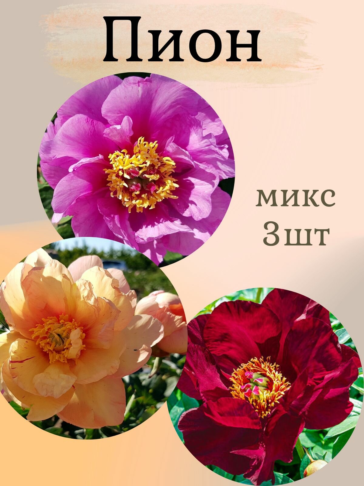 Пионы многолетние цветы Микс из 3 штук