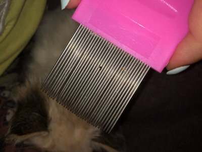 Гребешок для вычесывания блох у домашних животных розовый - фотография № 1