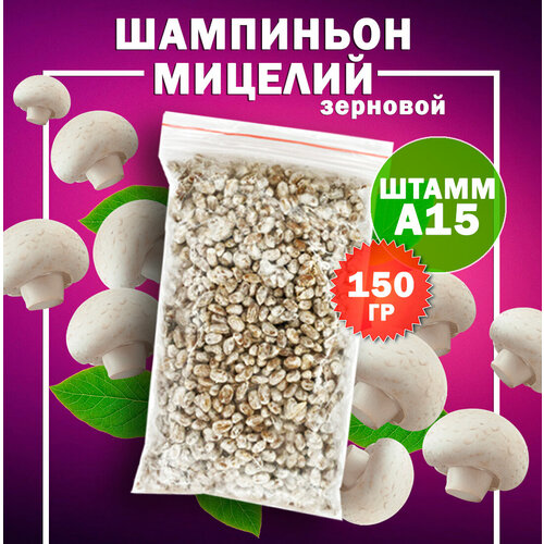 Мицелий шампиньон зерновой белый (штамм А15) - 150 гр.