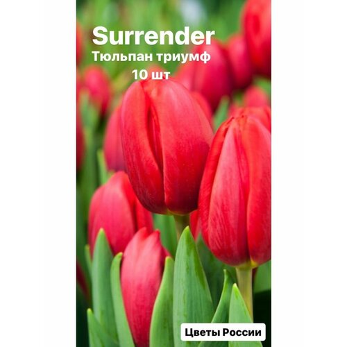 Луковицы тюльпанов