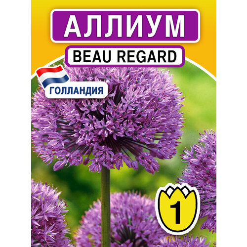 Луковичные цветы Аллиум Beau Regard 1 шт