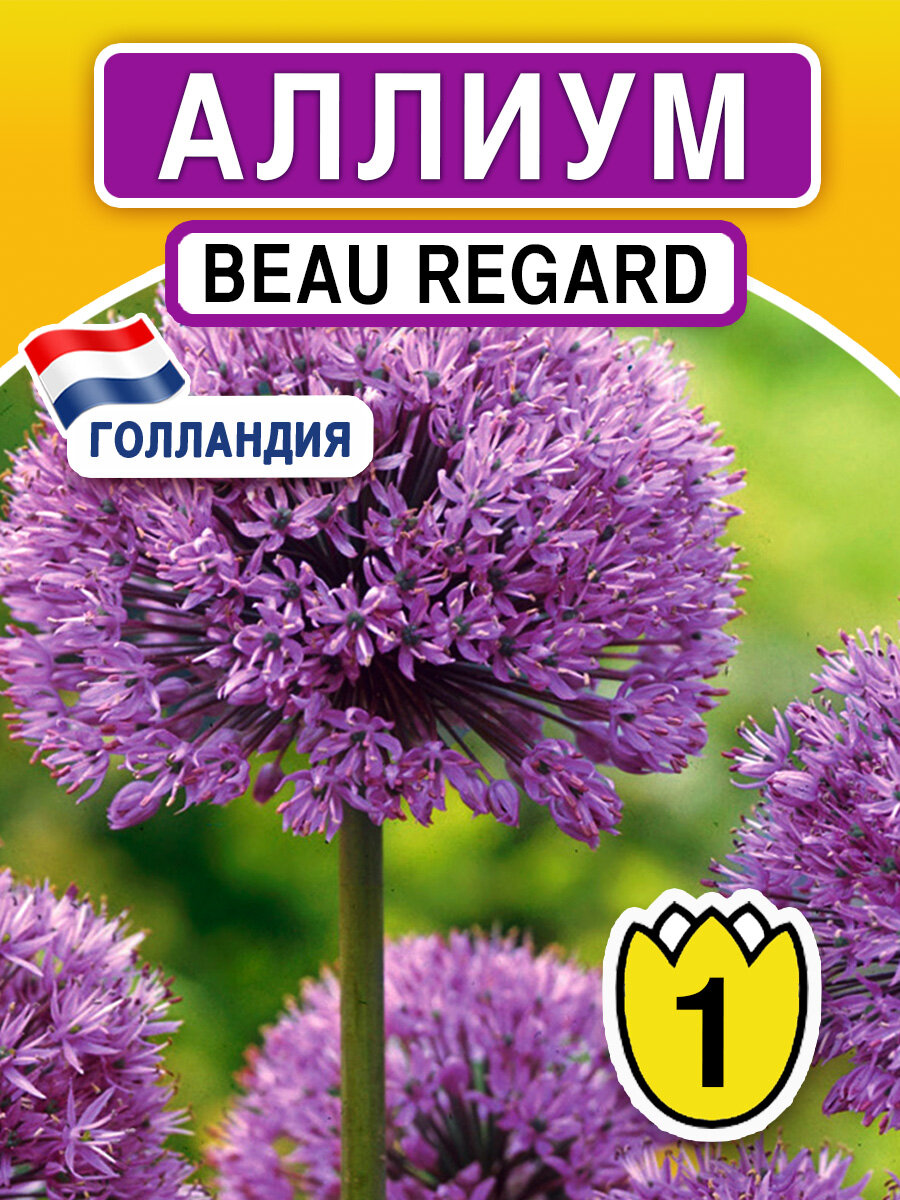 Луковичные цветы Аллиум Beau Regard 1 шт - фотография № 1