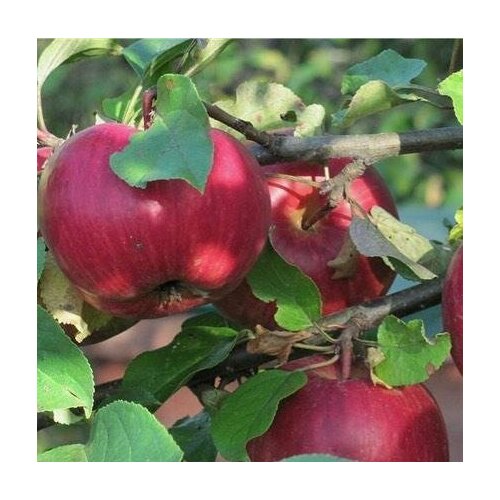Яблоня Легенда, Саженцы, С2 (2 литра), ЗКС - Деревья лиственные спелов яблоня лигол 4 5 лет c32 зкс