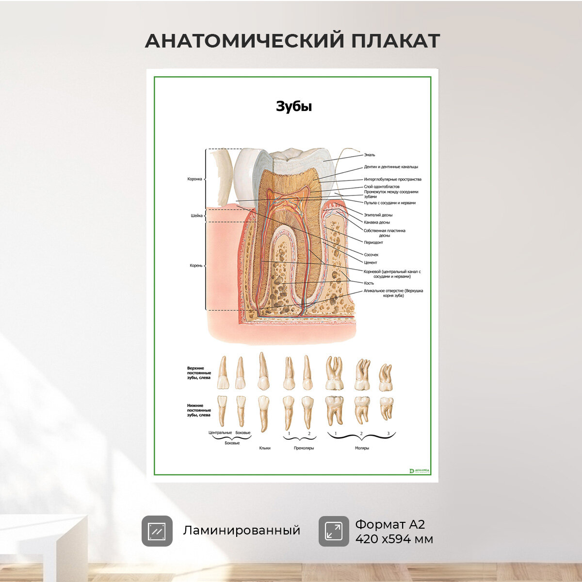 Зуб, строение, виды, плакат ламинированный А2